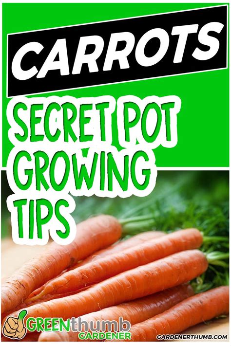 Growing Carrots In Containers Epic Guide To Make It Easy Green