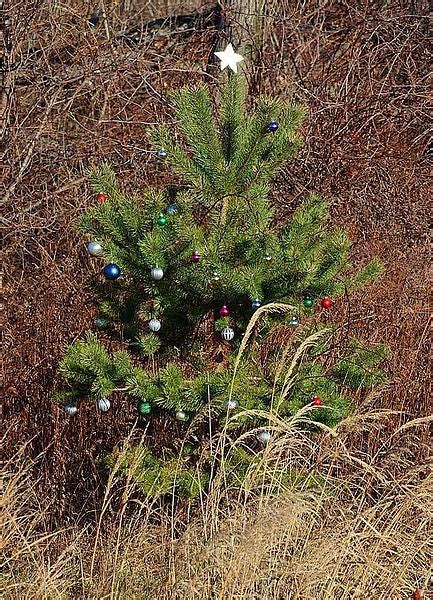 The Sex Life Of Christmas Trees Scientific American Blog Network