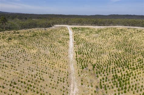 Aerial View Of A Pine Tree Farm In Regional Australia Stock Image