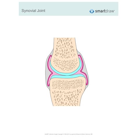 Synovial Joint
