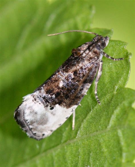 http://www.naturespot.org.uk/species/marbled-orchard-tortrix