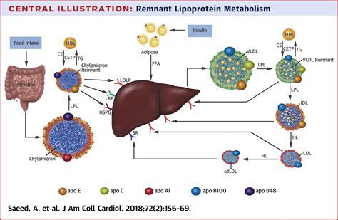 Remnant Like Particle Cholesterol Low Density Lipoprotein Triglycerides And Incident