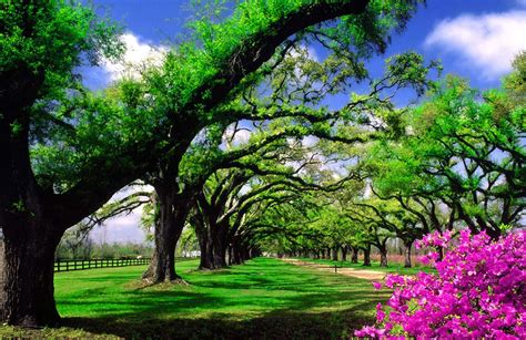 Fondo pantalla Paisaje Jardín | Paisajes, Jardines ...