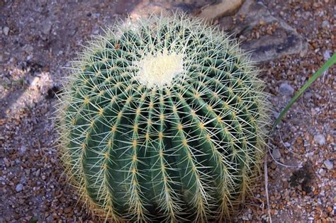 Golden Barrel Cactus Plants Guzmans Greenhouse