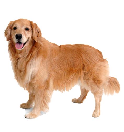 Beds and Collars for Golden Retrievers | Products For Golden Retrievers