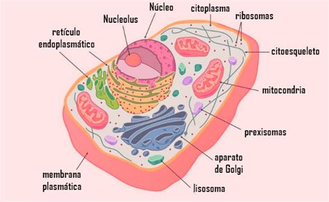 Qué Es La Célula Animal Revista Toxicshock