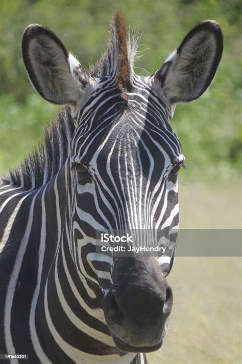 Zebra In The Ruaha National Park Stock Photo Download Image Now