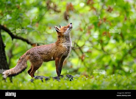 Red Fox Looking Up To The Crown Of Trees In A Deciduous Forest In A