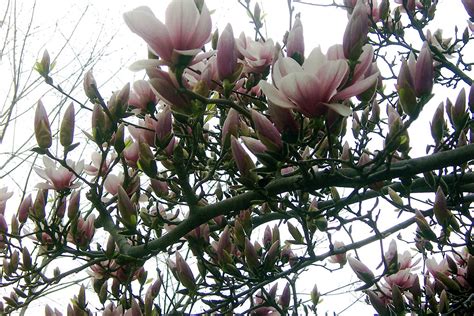 San francisco richmond review on january 3, 2021 • ( 2 comments ) by erin bank. The Majesty of the Magnolia Tree | Toronto Canada April 23 ...