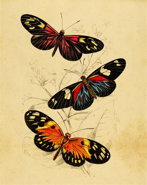 Free Vintage Butterfly Printables