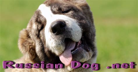 Russian Dog All Russian Dog Breeds Best Guard Dogs
