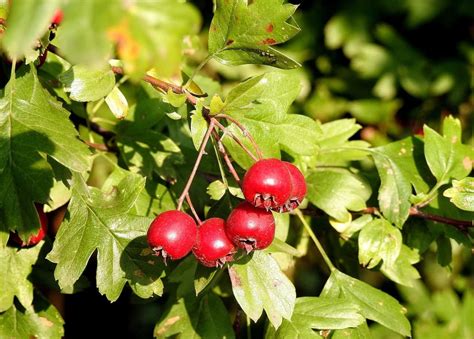 Are Hawthorn Berries Edible Crucial Info To Keep In Mind Common