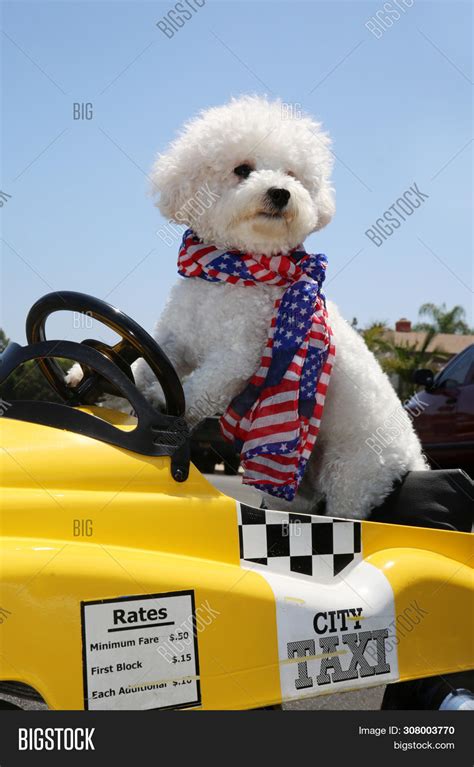 Dog In Taxi Pedal Car A Bichon Frise Dog Drives Her Yellow Taxi Pedal