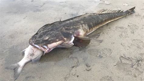 Giant Flathead Suffocates On Bream On New South Wales South Coast The
