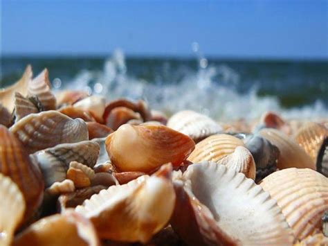 Oyster Shell Calcium Market - mineral clams