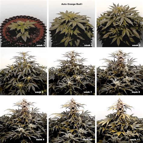 Cannabis Flowering Stage How To Guide Dutch Passion