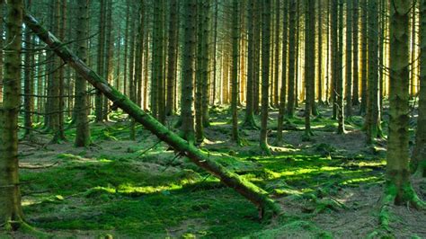 Kielder Water & Forest Park - Places to go | Lets Go With The Children