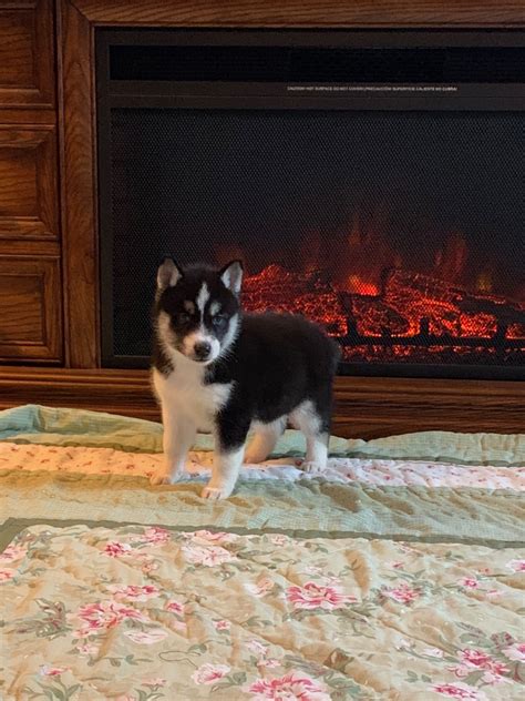 Nova's puppies are starting to transform in markings and color more. Siberian Husky Puppies For Sale | Brandon, FL #323523