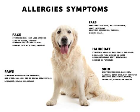 Yet food is the first to be blamed whenever a dog shows any sign of an allergic reaction… like itchy skin. Q&A with Dr Quest: Dog Allergies - Zignature Food For Dogs