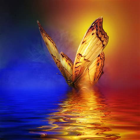 Fire Butterfly By Ψ Josep Sumalla Ψ On 500px Avec Images Belles
