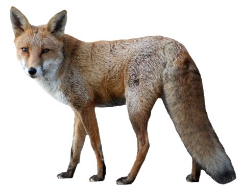 Download Fox Png Image For Free