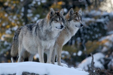 Wisconsin Dnr Estimates 972 Wolves In Current Population Wide Open Spaces