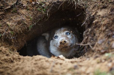 Why Do Dogs Dig Holes And Lie In Them