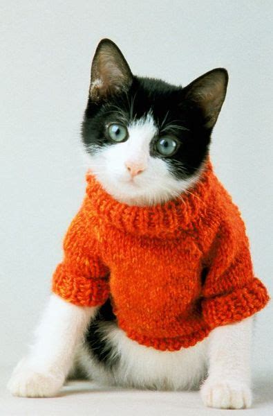 Adhesif Clothing Sweater Kittens At Adhesif