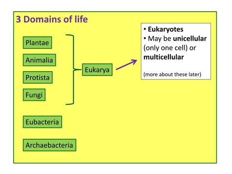 Ppt 3 Domains Of Life Powerpoint Presentation Free Download Id1818805