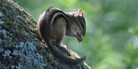 Eastern Chipmunk The Animal Facts Appearance Diet Behavior