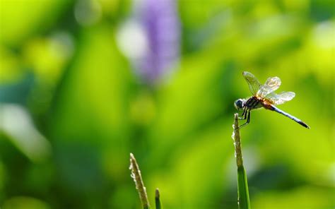 Dragonfly Screensavers And Wallpaper 43 Images
