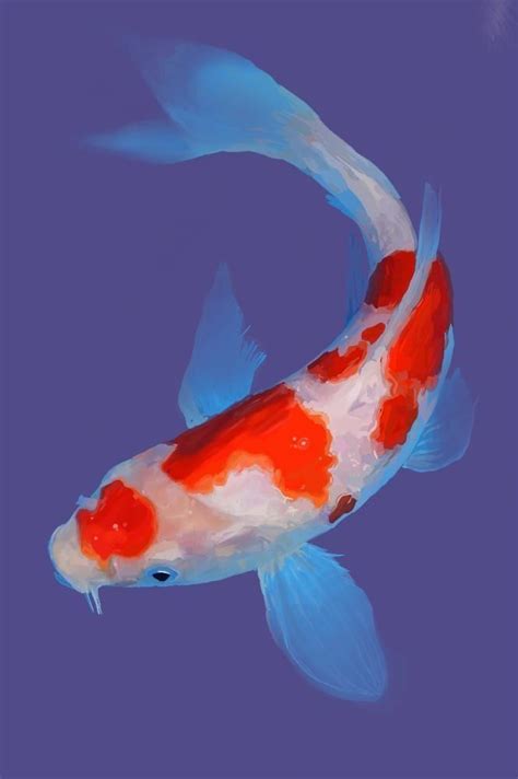 An Orange And White Koi Fish Swimming In The Blue Water With It S Mouth