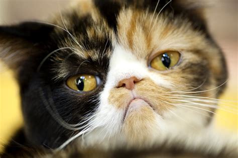 Why Are Cats So Cute Top 20 Cute Cat Faces