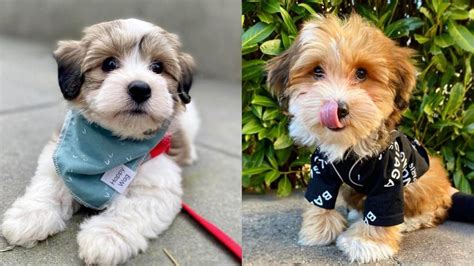 Havanese Dog Is Known For Its Rugged Impression Especially When Not