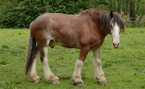 Clydesdale Horse Breed Information History Videos Pictures