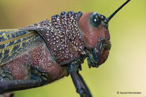 Giant Red Winged Grasshopper Tropidacris Cristata Flickr Photo Sharing