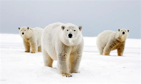 Why do polar bears have white fur? And nine other polar bear facts