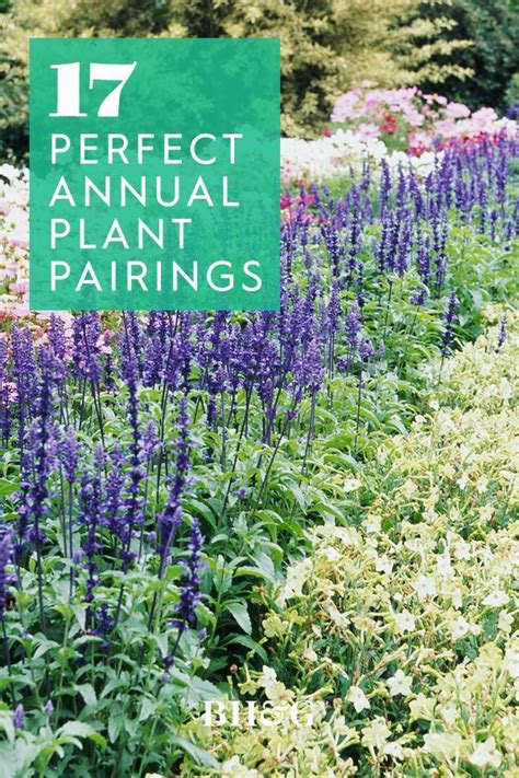 17 Of The Best Annual Plant Pairings For Summer Long Color In 2021