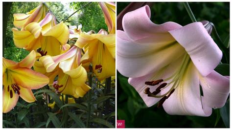 New Lilies For Your Summer Flower Garden Longfield Gardens