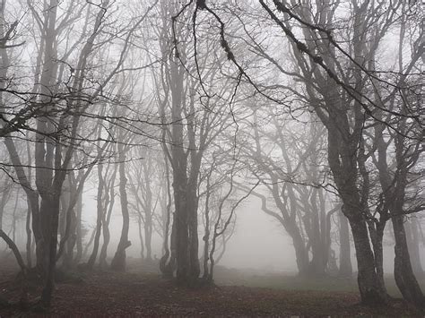 Royalty Free Photo Photo Of Lifeless Trees With Fog Pickpik