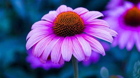 Echinacea Flower Purple Color Wallpaper For Desktop