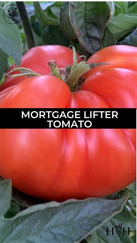 Mortgage Lifter Tomato 🏡 🍅 Dive Into The History And Growing Tips For