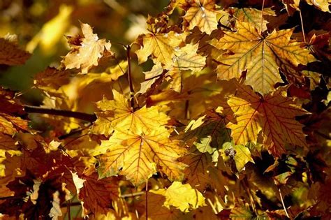 Free Image On Pixabay Autumn Leaves Fall Leaves Image Autumn