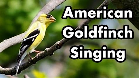 American Goldfinch Singing Bird Song And Sound Little Yellow And