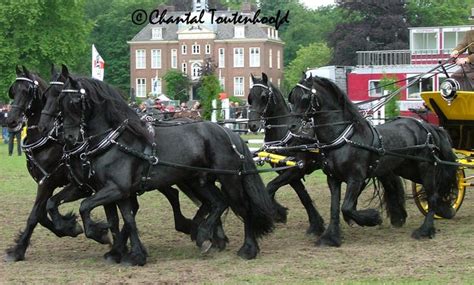 5 Friesian Carriage Side View By Chantaltoutenhoofd Work Horses