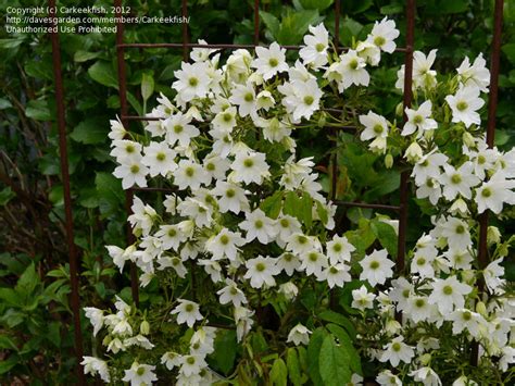 Check spelling or type a new query. PlantFiles Pictures: Clematis, Forsteri Clematis, Early ...