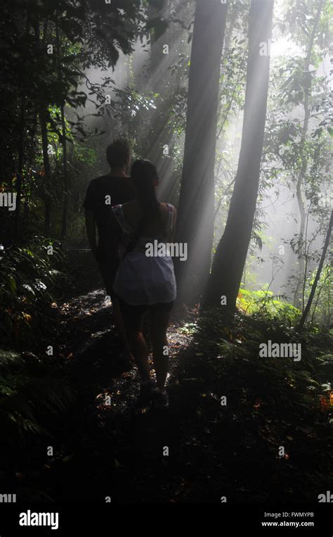 Couple Walking Along Misty Rainforest Track Dorrigo National Park Nsw Australia No Mr Stock