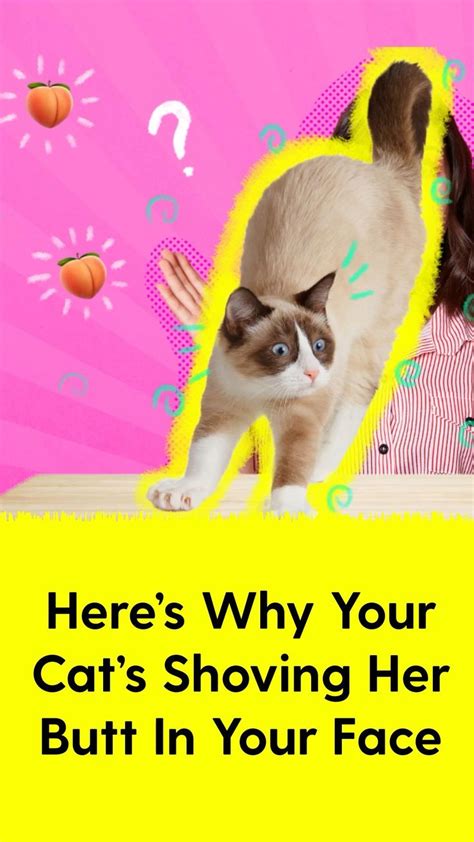 Heres Why Your Cat Is Shoving Her Butt In Your Face Funny Animals