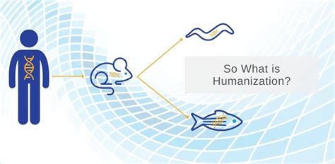 So What Is Humanization Invivo Biosystems