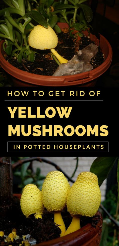 A fungus is something that almost any gardener hates. How to Get Rid of Yellow Mushrooms in Potted Houseplants ...